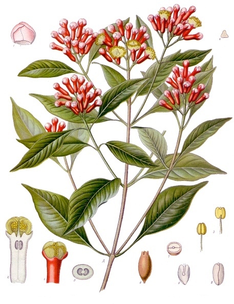 میخک دارویی